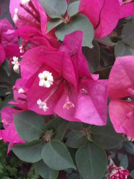 花卉三角梅怎么养「花卉三角梅怎么养护和浇水」