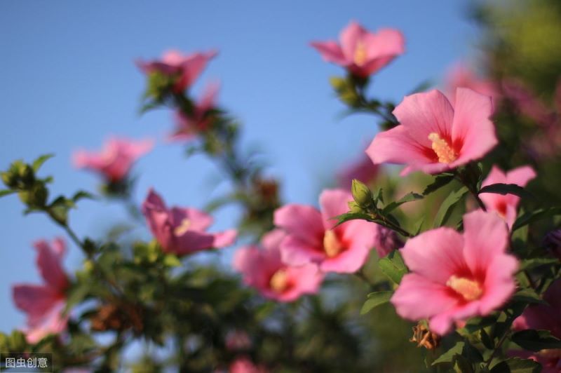 花卉有哪些栽培方式「花卉有哪些栽培方式呢」