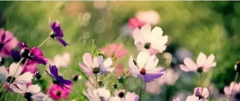 花卉栽培管理技术有哪些「花卉栽培管理技术有哪些内容」