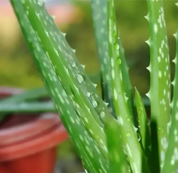 花卉栽培管理技术有哪些「花卉栽培管理技术有哪些内容」