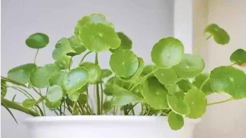 花卉栽培管理技术有哪些「花卉栽培管理技术有哪些内容」
