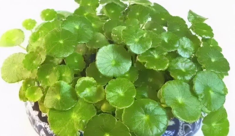 花卉栽培管理技术有哪些「花卉栽培管理技术有哪些内容」