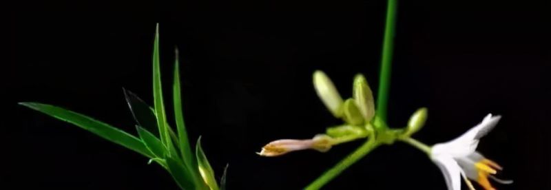 花卉栽培管理技术有哪些「花卉栽培管理技术有哪些内容」