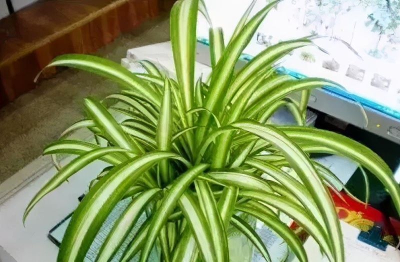 花卉栽培管理技术有哪些「花卉栽培管理技术有哪些内容」