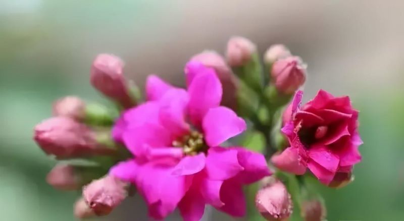 花卉栽培管理技术有哪些「花卉栽培管理技术有哪些内容」
