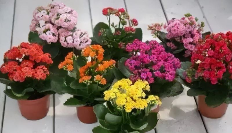 花卉栽培管理技术有哪些「花卉栽培管理技术有哪些内容」