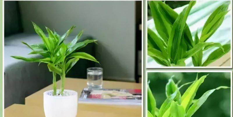 花卉栽培管理技术有哪些「花卉栽培管理技术有哪些内容」