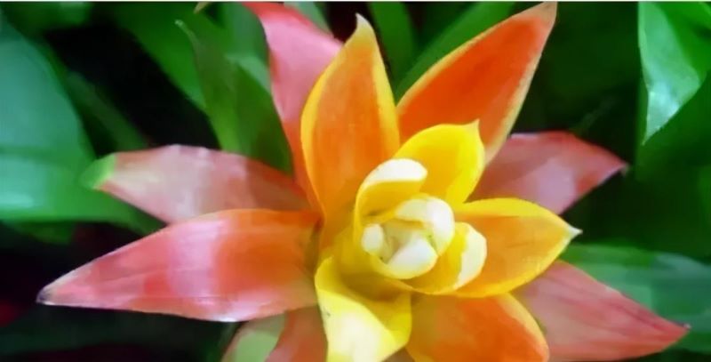 花卉栽培管理技术有哪些「花卉栽培管理技术有哪些内容」