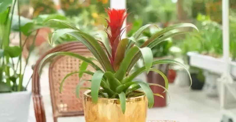 花卉栽培管理技术有哪些「花卉栽培管理技术有哪些内容」