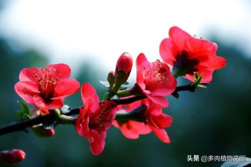 花卉海棠花怎么养好「花卉海棠花怎么养好看」