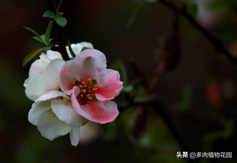 花卉海棠花怎么养好「花卉海棠花怎么养好看」