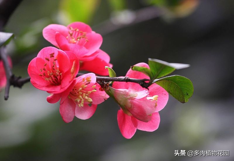 花卉海棠花怎么养好「花卉海棠花怎么养好看」