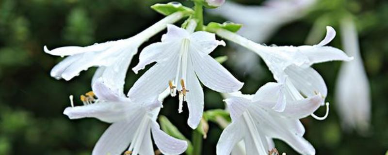 花叶玉簪怎么养才好「花叶玉簪怎么养才好看」