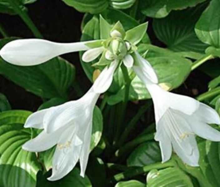 花叶玉簪怎么养才好「花叶玉簪怎么养才好看」
