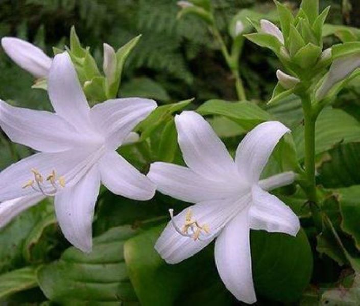 花叶玉簪怎么养才好「花叶玉簪怎么养才好看」
