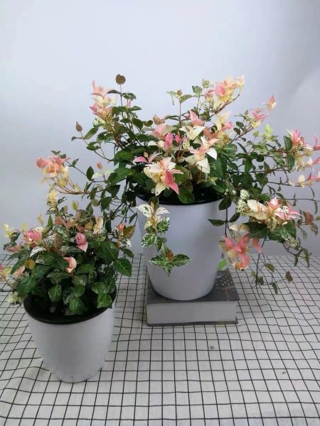 花叶络石耐寒吗「花叶络石耐寒吗-」