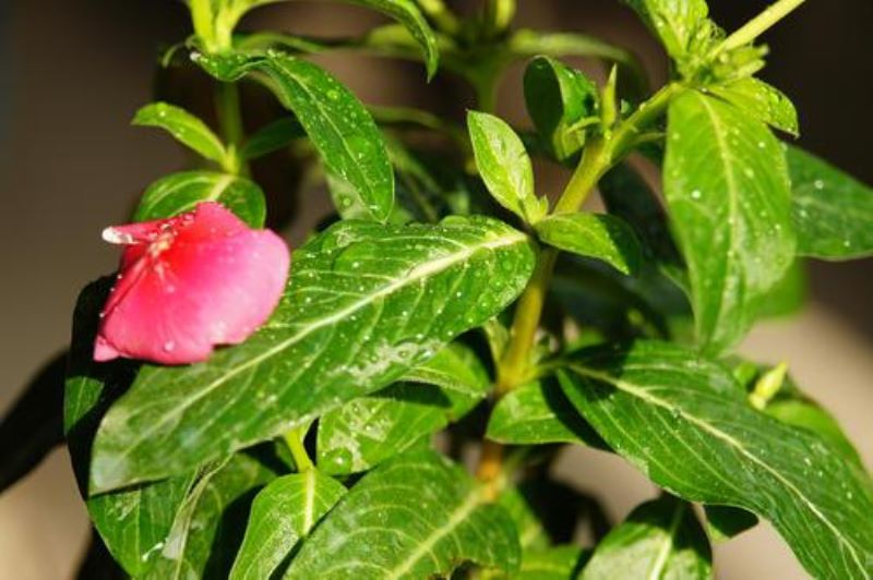 花叶蔓长春夏季如何管理「花叶蔓长春怎么养」