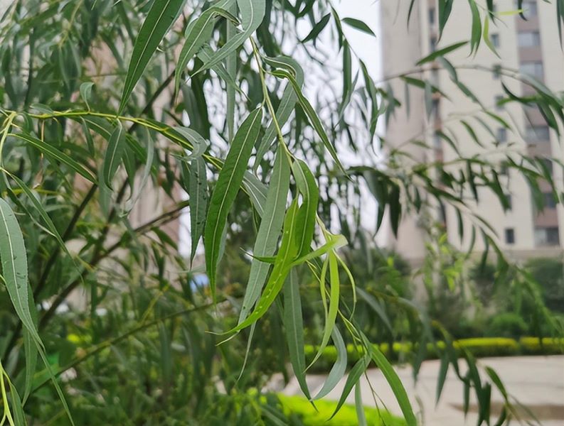 花是怎么传播种子的「油菜花是怎么传播种子的」