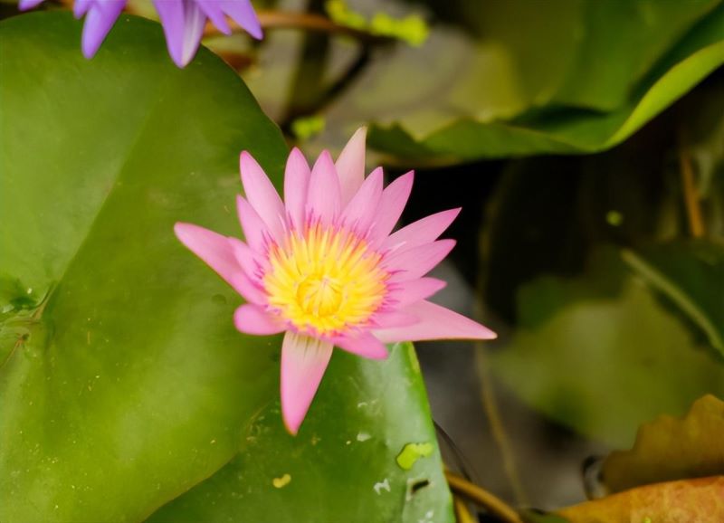 花是怎么传播种子的「油菜花是怎么传播种子的」