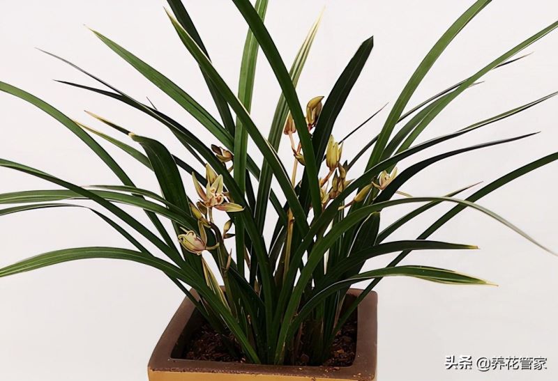 花期最长的兰花排名「花期长达9个月的花」