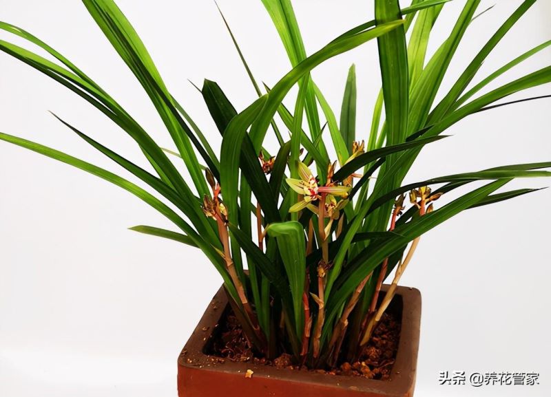 花期最长的兰花排名「花期长达9个月的花」