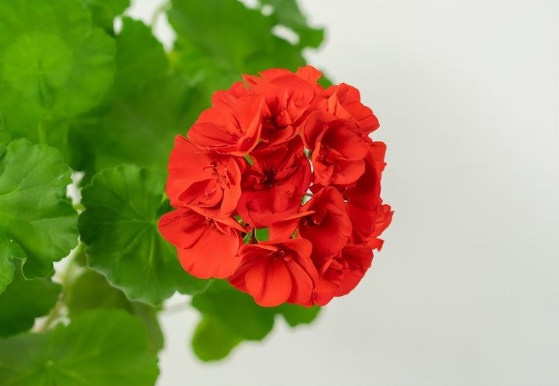 花期长的室内花有哪些「花期长的室内花有哪些品种」