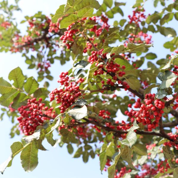 花椒树苗怎么种植「花椒树苗适应在什么地方种植」