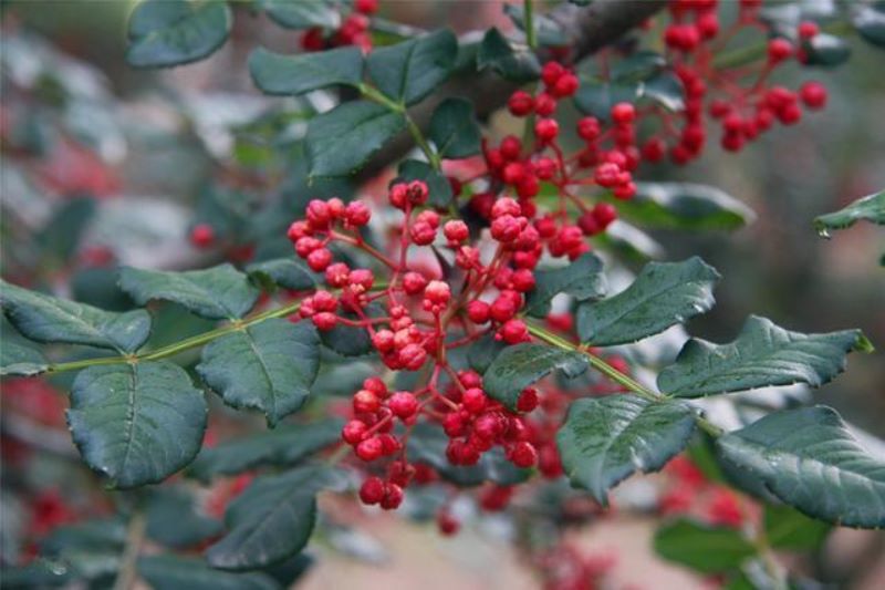 花椒种子怎样种才能出苗「花椒种子怎样种才能出苗视频」