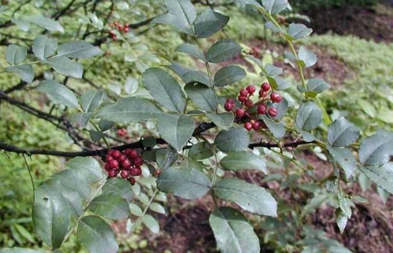 花椒种子怎样种才能出苗「花椒种子怎样种才能出苗视频」