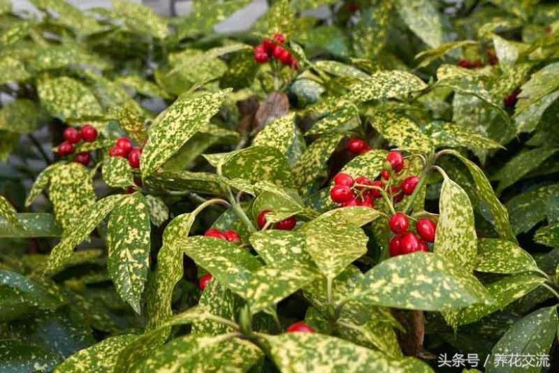 花灌木有哪些品种「花灌木有哪些品种图片」