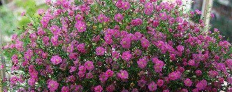 花种满天星怎么种植「花种满天星怎么种植视频」