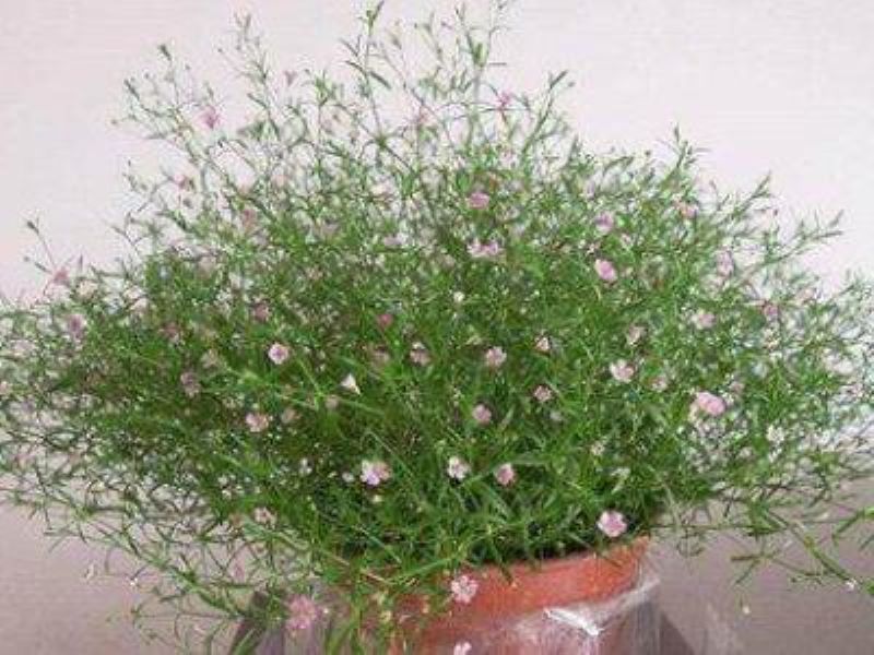 花种满天星怎么种植「花种满天星怎么种植视频」