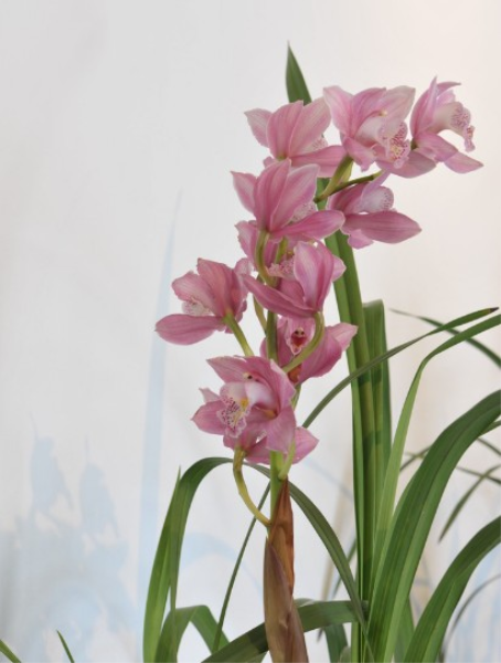 花种类和花语「花种类和花语的区别」