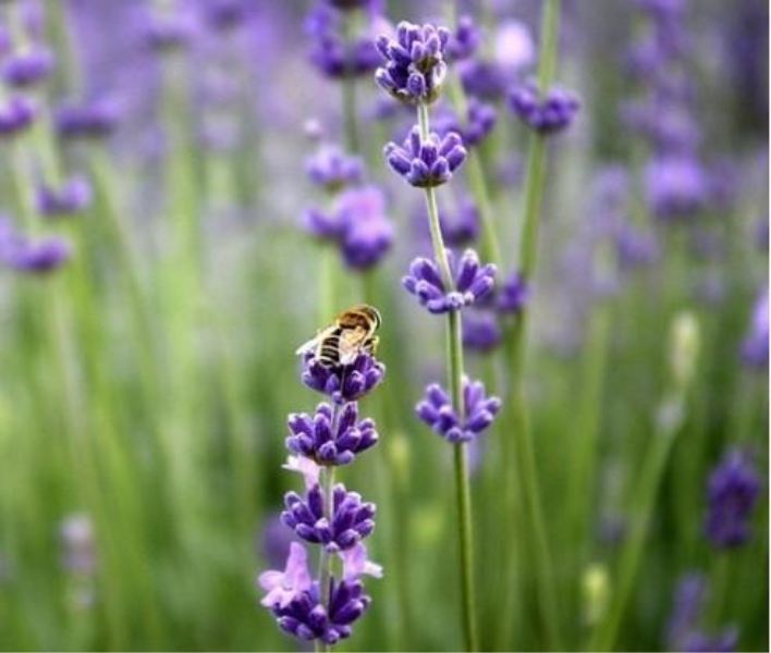 花种类和花语「花种类和花语的区别」