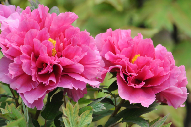 花种类和花语「花种类和花语的区别」