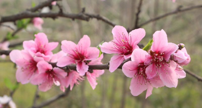 花种类和花语「花种类和花语的区别」