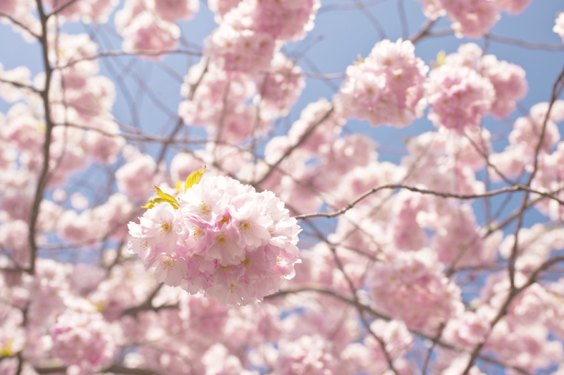 花种类和花语「花种类和花语的区别」