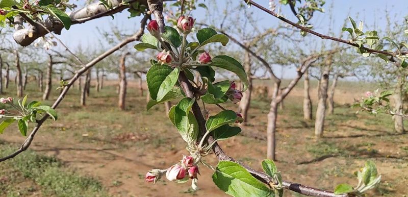 花芽分化是什么意思「西红柿花芽分化是什么意思」