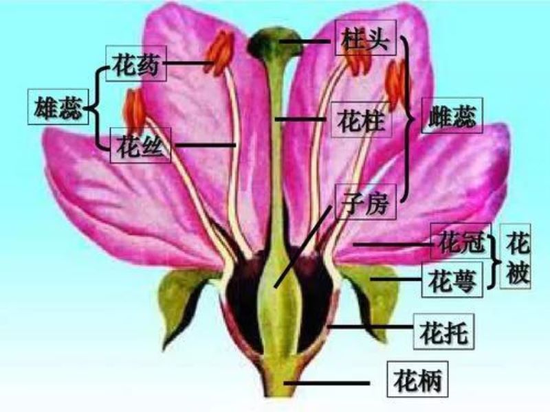 花萼是花的哪个部分组成「花萼是由什么组成的」