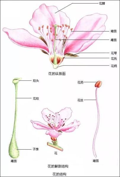 花萼是花的哪个部分组成「花萼是由什么组成的」