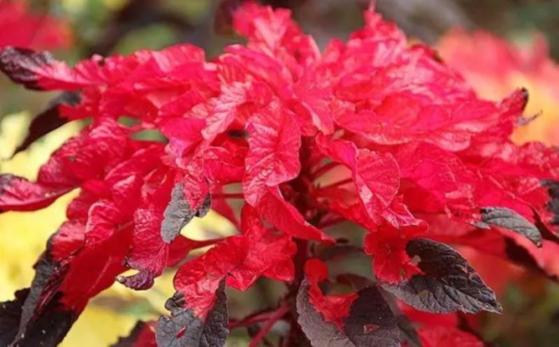 花语传说：雁来红的花语是什么？「雁来红寓意」