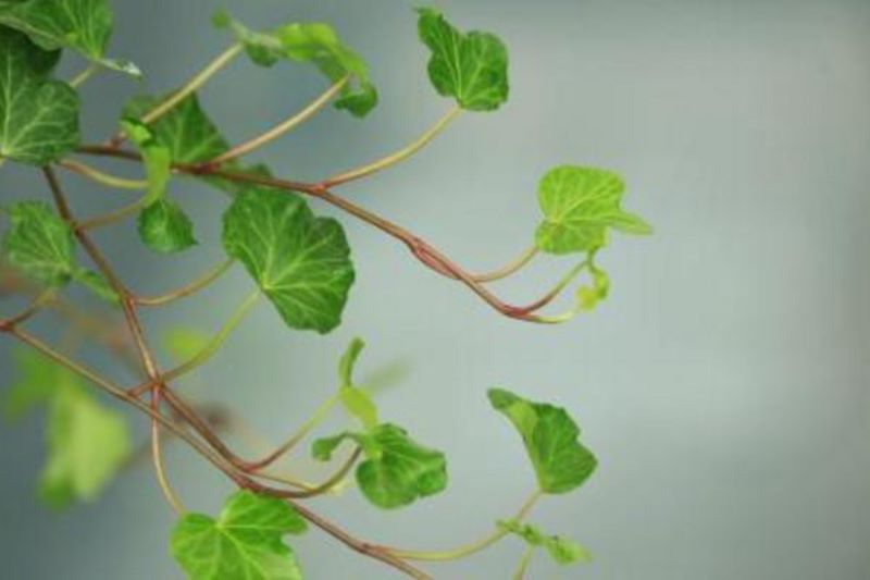 花语是友谊的花是哪种花「花语是友谊的花是哪种花-」