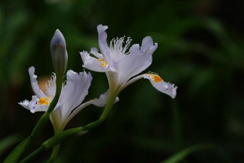 花语是友谊的花有哪些「花语是友谊的花有哪些图片」