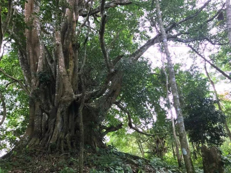 茶树是乔木还是灌木「普洱茶树是乔木还是灌木」