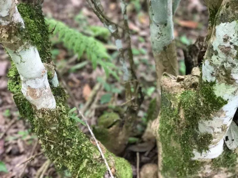 茶树是乔木还是灌木「普洱茶树是乔木还是灌木」