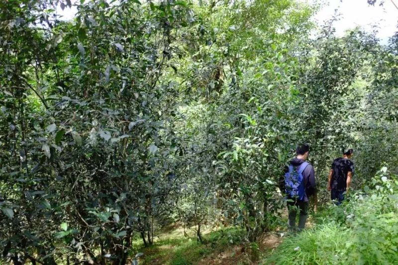 茶树是乔木还是灌木「普洱茶树是乔木还是灌木」