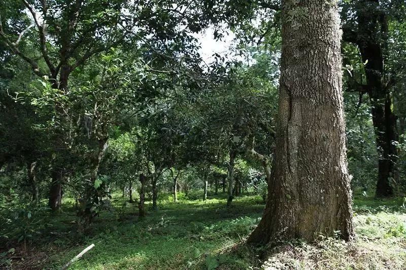 茶树是乔木还是灌木「普洱茶树是乔木还是灌木」