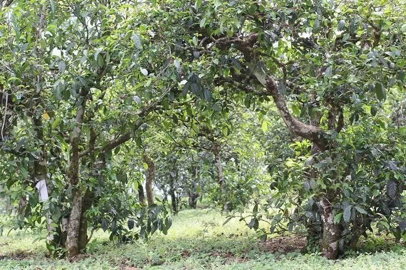 茶树是乔木还是灌木「普洱茶树是乔木还是灌木」