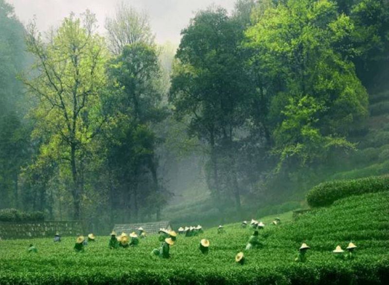 茶树是乔木还是灌木「普洱茶树是乔木还是灌木」