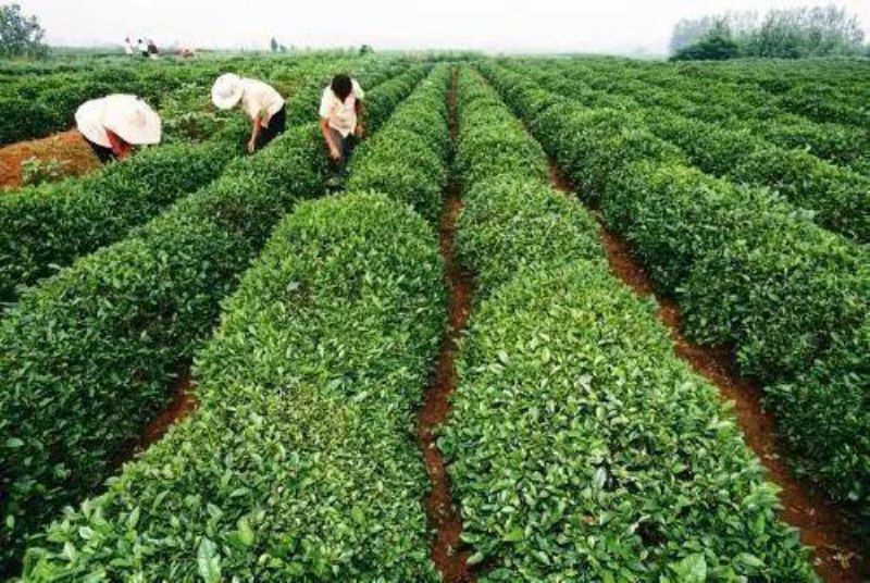 茶树是乔木还是灌木「普洱茶树是乔木还是灌木」